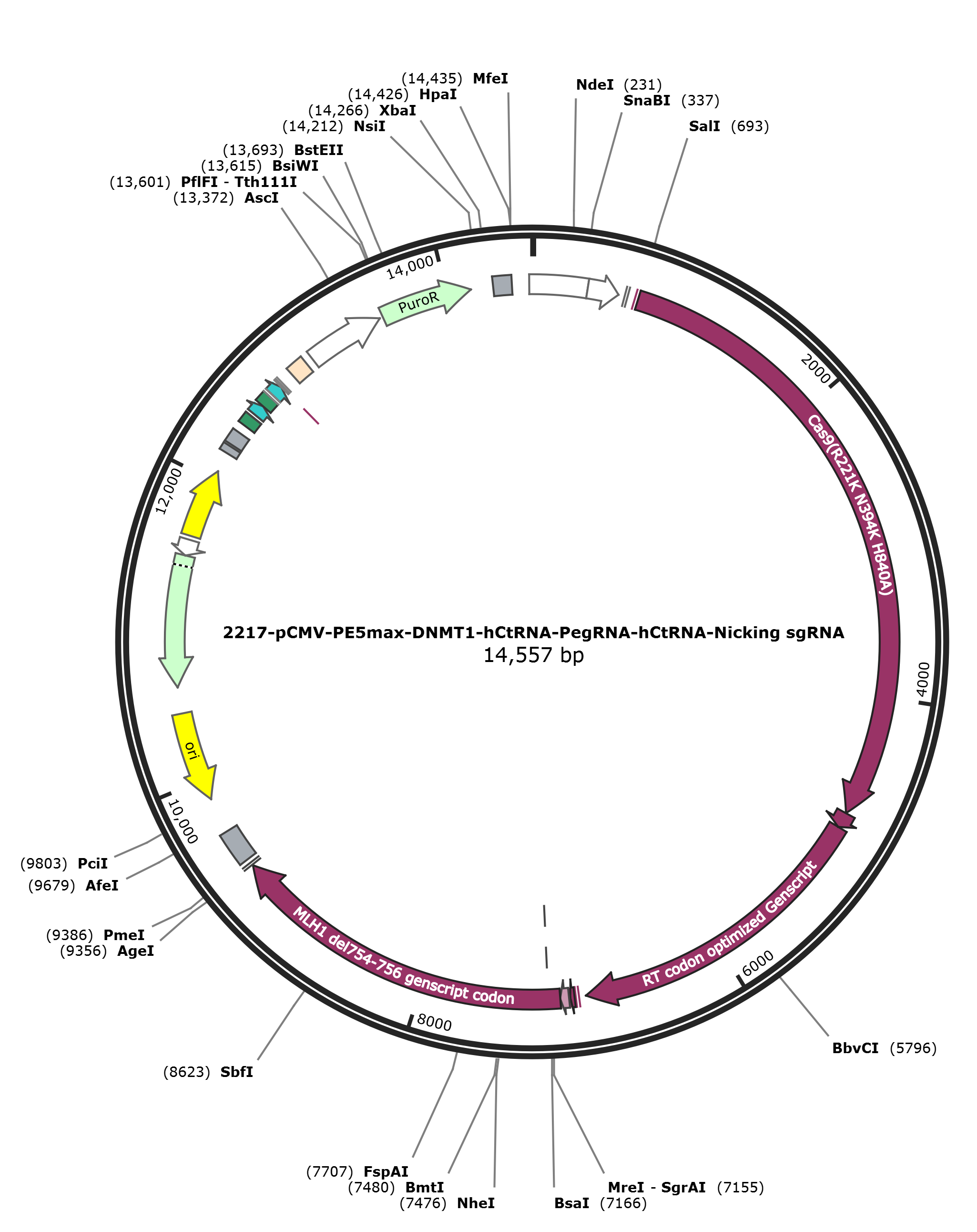 pCMV-PE5max-DNMT1-hCtRNA-PegRNA-hCtRNA-Nicking sgRNA载体图谱.png